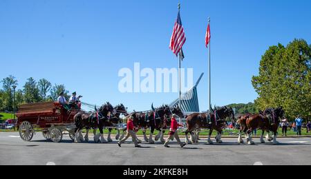 Il famoso Budweiser Clydesdales parade intorno al parcheggio del National Museum of the Marine Corps in Triangle, Virginia, 23 settembre 2022. I Clydesdales si recano ogni anno a centinaia di presenze in tutto il Nord America e in precedenza hanno fatto apparizioni al museo nel 2010. L'evento ha lo scopo di educare il pubblico al museo del corpo Marino e di mostrare apprezzamento alla comunità locale. Foto Stock