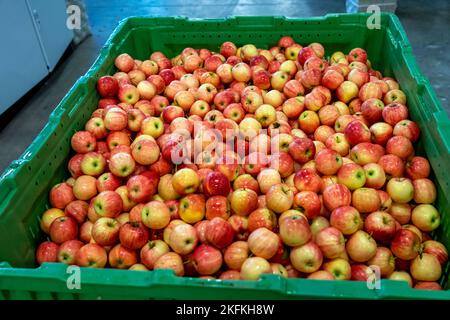 Pila di mele fresche in scatola di plastica nel centro di distribuzione dei prodotti freschi. Foto Stock