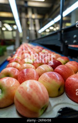 Imballaggio di mele fresche e classificate in un impianto di trasformazione alimentare. Mele fresche in confezioni ecocompatibili. Foto Stock