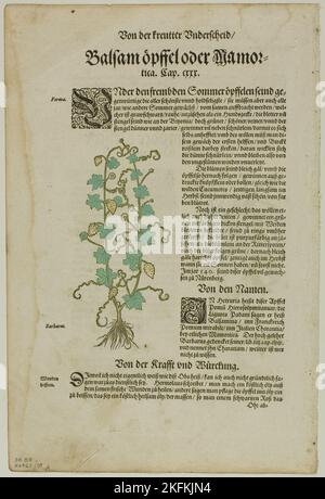 Foglia da nuovo Kreuterbuch di Hieronymus Bock, lastra 98 da tagli di legno da Libri del XVI secolo, 1580, assemblata in portafoglio da Max Geisberg, 1937. Attribuito a David Kandel. Foto Stock