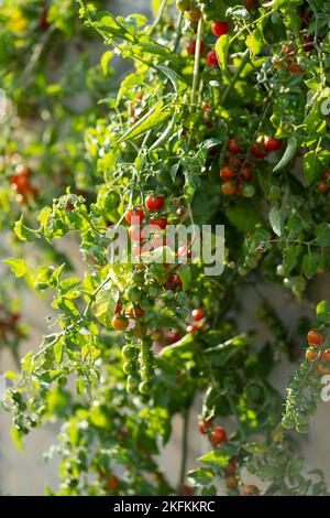 Frutti di pomodoro di ciliegia appesi da cespuglio verde che cresce all'interno della serra o sulla piantagione del contadino Foto Stock