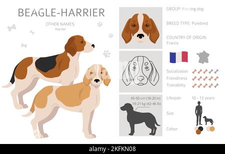 Beagle Harrier tutti i colori clipart. Diversi colori e pose del mantello. Illustrazione vettoriale Illustrazione Vettoriale