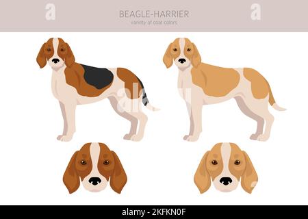 Beagle Harrier tutti i colori clipart. Diversi colori e pose del mantello. Illustrazione vettoriale Illustrazione Vettoriale