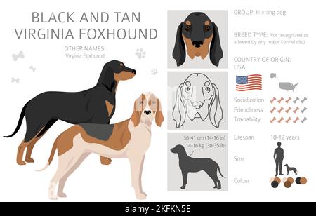 Nero e marrone Virginia Foxhound clipart. Diversi colori e pose del mantello. Illustrazione vettoriale Illustrazione Vettoriale