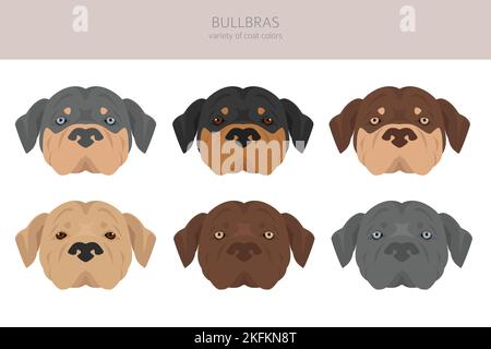 Clipart Bullbras. Set di tutti i colori del mantello. Infografica sulle caratteristiche di tutte le razze di cani. Illustrazione vettoriale Illustrazione Vettoriale