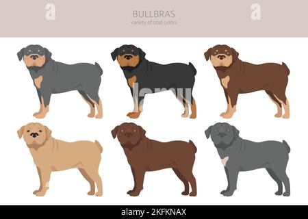Clipart Bullbras. Set di tutti i colori del mantello. Infografica sulle caratteristiche di tutte le razze di cani. Illustrazione vettoriale Illustrazione Vettoriale