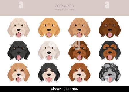 Cockapoo mix razza clipart. Pose diverse, colori del rivestimento. Illustrazione vettoriale Illustrazione Vettoriale