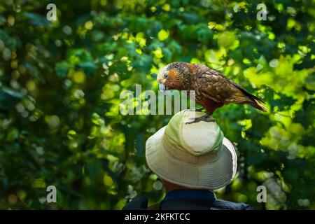 La neozelandese sfacciata Kaka in piedi sul cappello di un turista. Isola di Kapiti. Nuova Zelanda. Foto Stock