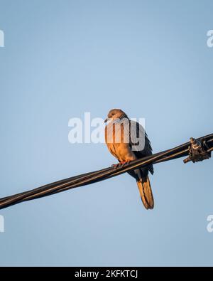 Uccello seduto sulla linea di alimentazione, sole di mattina che proietta una luce calda. Formato verticale. Foto Stock