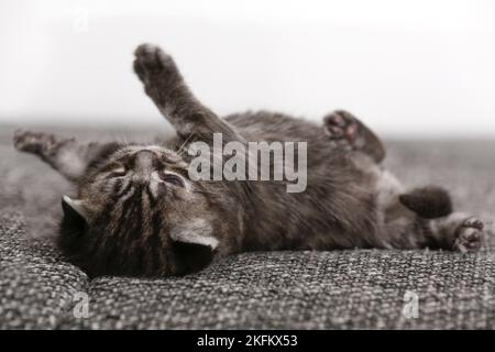 gattino shorthair britannico di 2 settimane Foto Stock