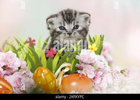 British Shorthair Kitten a pasqua Foto Stock