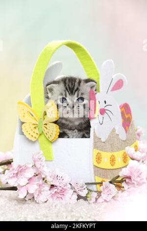 British Shorthair Kitten a pasqua Foto Stock