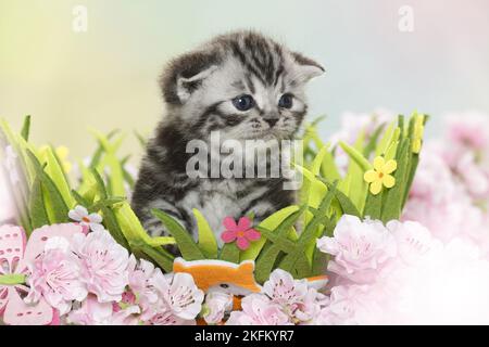 British Shorthair Kitten a pasqua Foto Stock