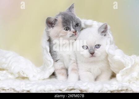 British Shorthair Kitten Foto Stock