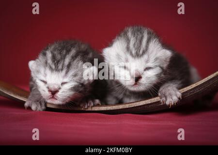 cuccioli di shorthair britannici neonati Foto Stock