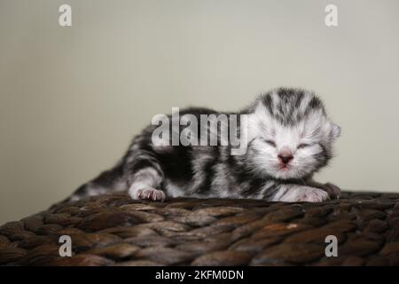 gattino da shorthair britannico neonato Foto Stock