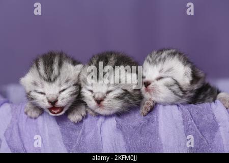 cuccioli di shorthair britannici neonati Foto Stock