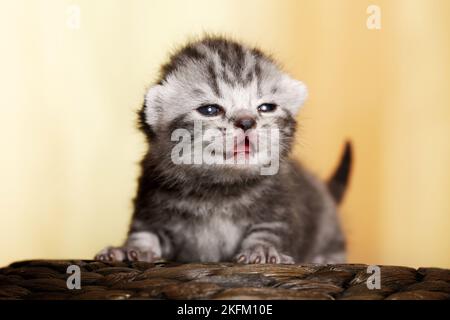 British Shorthait gattino Foto Stock