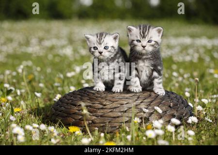 British Shorthair Kitten in campagna Foto Stock