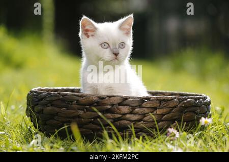 British Shorthair Kitten in campagna Foto Stock