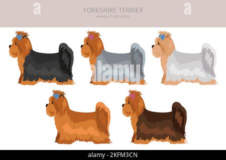 La scogliera dello Yorkshire Terrier. Pose diverse, set di colori del mantello. Illustrazione vettoriale Illustrazione Vettoriale