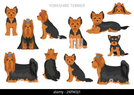 La scogliera dello Yorkshire Terrier. Pose diverse, set di colori del mantello. Illustrazione vettoriale Illustrazione Vettoriale