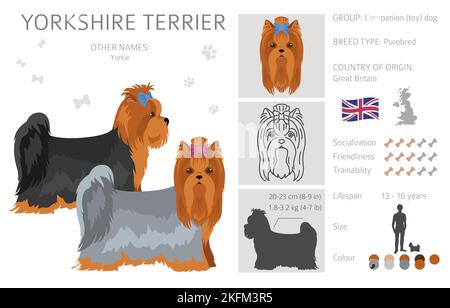 La scogliera dello Yorkshire Terrier. Pose diverse, set di colori del mantello. Illustrazione vettoriale Illustrazione Vettoriale