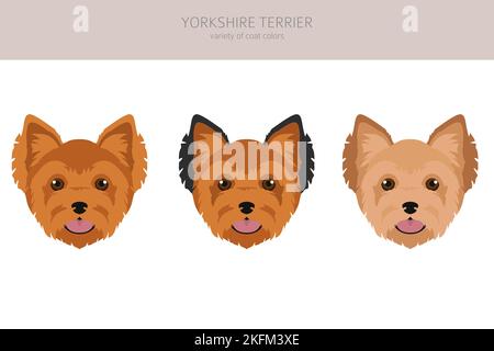 La scogliera dello Yorkshire Terrier. Pose diverse, set di colori del mantello. Illustrazione vettoriale Illustrazione Vettoriale