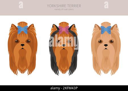 La scogliera dello Yorkshire Terrier. Pose diverse, set di colori del mantello. Illustrazione vettoriale Illustrazione Vettoriale