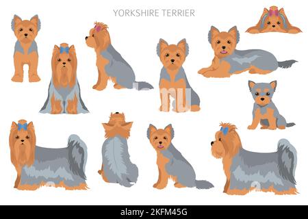 La scogliera dello Yorkshire Terrier. Pose diverse, set di colori del mantello. Illustrazione vettoriale Illustrazione Vettoriale