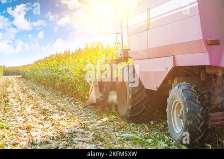 mietitrebbia in fase di raccolta del mais vista ravvicinata del concetto agricolo Foto Stock