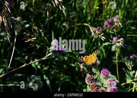 Farfalla su fiori viola alla luce del sole, la farfalla ha aperto le sue belle ali Foto Stock