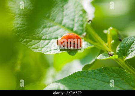 Larva di colorado beetle su foglie di patate Foto Stock