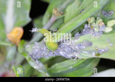 La larva di una mosca della famiglia Syrphidae, Hoverfly con un'afide cacciata. Una colonia di afidi su una pianta e il loro nemico naturale. Foto Stock