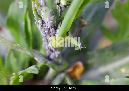 La larva di una mosca della famiglia Syrphidae, Hoverfly con un'afide cacciata. Una colonia di afidi su una pianta e il loro nemico naturale. Foto Stock