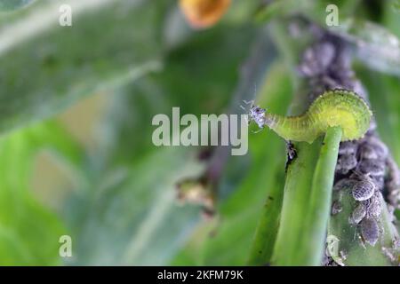 La larva di una mosca della famiglia Syrphidae, Hoverfly con un'afide cacciata. Una colonia di afidi su una pianta e il loro nemico naturale. Foto Stock