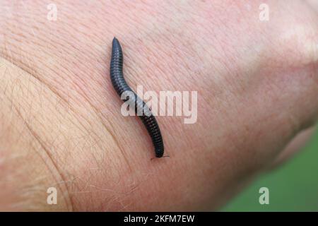 Ommatoiulus sabulosus, noto anche come millipedide striato, è un millipedide europeo della famiglia Julidae. Foto Stock