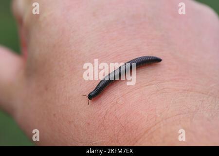 Ommatoiulus sabulosus, noto anche come millipedide striato, è un millipedide europeo della famiglia Julidae. Foto Stock