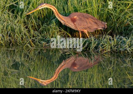 Il riflesso di un airone viola, Ardea purpurpurea su un lago specchio in erba verde Foto Stock