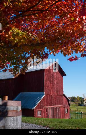 Un fienile rosso con tetto in stagno è ombreggiato da un albero di acero che mostra il suo lussureggiante fogliame autunnale durante un caldo giorno autunnale. Foto Stock