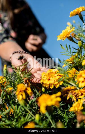 Un primo piano verticale di mani femminili che tengono fiori gialli, ape che vola intorno ai fiori in estate Foto Stock