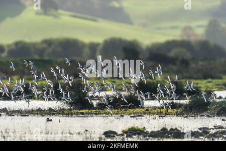 Flock of Dunlins, Dunlin, Calidris alpina in contro sole raggi su paludi, Devon, Europa Foto Stock