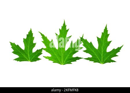 Tre foglie di mapple isolato Foto Stock