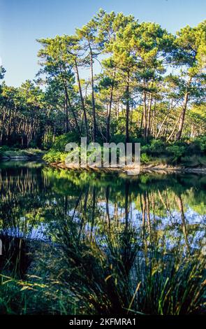 Francia. Aquitania. Gironde (33). Bassin d'Arcachon. Il bacino idrico di Piraillan, uno spazio naturale conservato Foto Stock