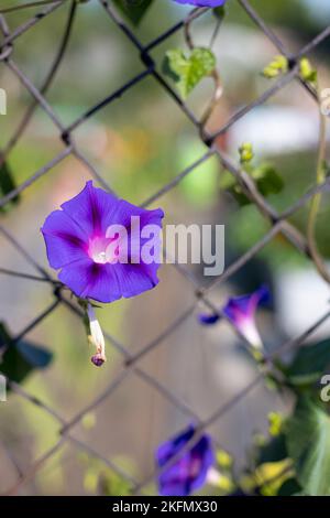 Primo piano di un fiore viola Ipomoea che cresce in giardino in estate. Un fiore della famiglia di convolvulus Foto Stock