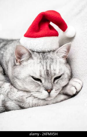 Gatto di Natale in un cappello rosso di santa dorme su una coperta bianca. Animali domestici, storie di Natale con animali domestici. Foto Stock