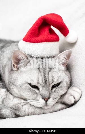 Gatto di Natale in un cappello rosso di santa dorme su una coperta bianca. Animali domestici, storie di Natale con animali domestici. Foto Stock