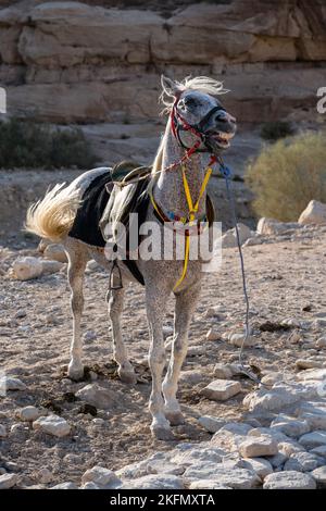 Cavallo Bianco Arabo, chiamato anche Grigio o Grigio a Petra, vicino a Wadi Musa, Giordania Foto Stock