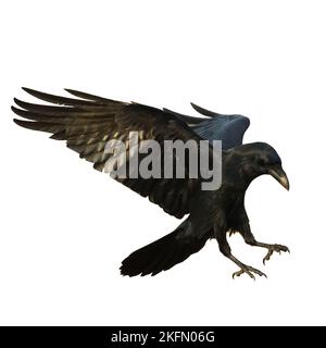 Uccelli raviti volanti isolati su sfondo bianco Corvus corax. Halloween - uccello volante Foto Stock