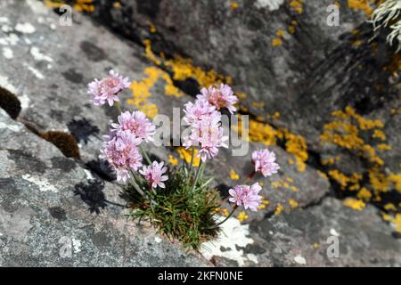 Thrift Flowers (Armeria maritima), costa nord-occidentale della Scozia, Regno Unito Foto Stock